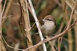 20170225_Bruine Klauwier_Den Helder_02